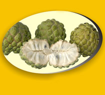 Custard Apple